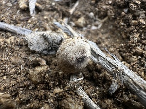  ( - FDS-CA-01605)  @11 [ ] c (2024) Rudy Diaz Fungal Diversity Survey
