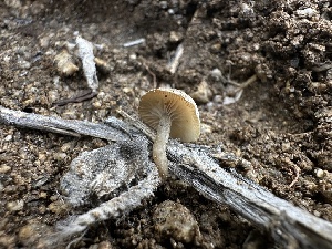  ( - FDS-CA-01605)  @11 [ ] c (2024) Rudy Diaz Fungal Diversity Survey