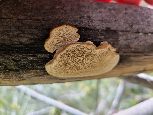  ( - FDS-CA-03511)  @11 [ ] by-nc (2024) Fresno Mycology Society Fungal Diversity Survey