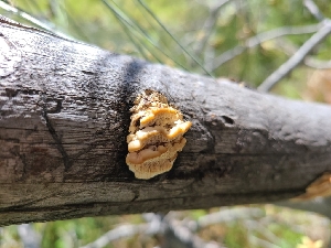  ( - FDS-CA-03511)  @11 [ ] by-nc (2024) Fresno Mycology Society Fungal Diversity Survey