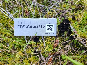  (Pseudoplectania sp. CA02 - FDS-CA-03512)  @11 [ ] by-nc (2024) Fresno Mycology Society Fungal Diversity Survey