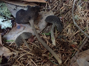  ( - FDS-CA-02510)  @11 [ ] by-nc (2024) Sadie Hickey Fungal Diversity Survey