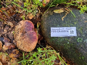  ( - FDS-CA-03514)  @11 [ ] by-nc (2024) Fresno Mycology Society Fungal Diversity Survey