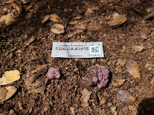 ( - FDS-CA-03515)  @11 [ ] by-nc (2024) Fresno Mycology Society Fungal Diversity Survey