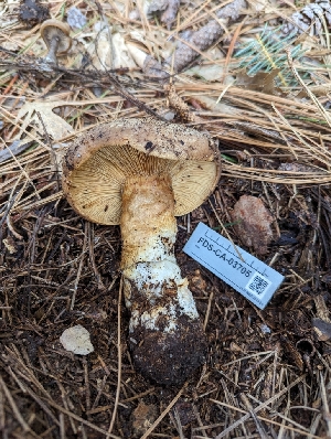  ( - FDS-CA-03705)  @11 [ ] by-nc (2024) Stu Pickell Fungal Diversity Survey