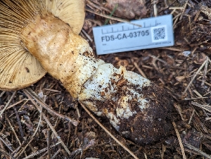  ( - FDS-CA-03705)  @11 [ ] by-nc (2024) Stu Pickell Fungal Diversity Survey