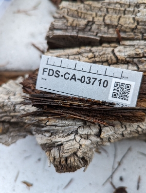  ( - FDS-CA-03710)  @11 [ ] by-nc (2024) Stu Pickell Fungal Diversity Survey