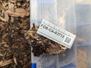 ( - FDS-CA-03712)  @11 [ ] by-nc (2024) Stu Pickell Fungal Diversity Survey