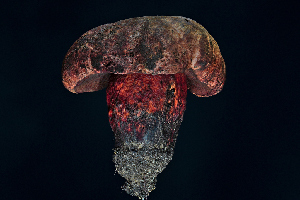 ( - FDS-CA-03514)  @11 [ ] by-nc (2024) Fresno Mycology Society Fungal Diversity Survey