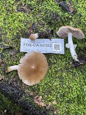  (Psathyrella sp. longistriata-PNW03 - FDS-CA-02382)  @11 [ ] by-nc (2024) Jaren Hockert Fungal Diversity Survey