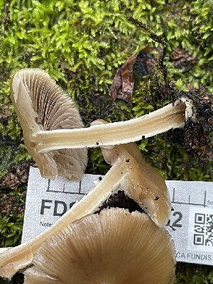  ( - FDS-CA-02382)  @11 [ ] by-nc (2024) Jaren Hockert Fungal Diversity Survey