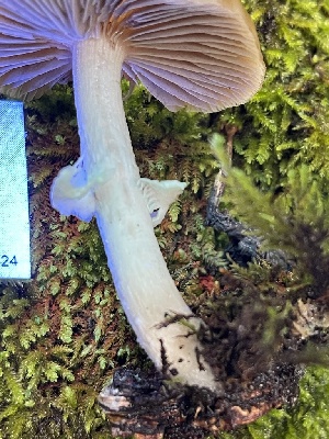  ( - FDS-CA-02382)  @11 [ ] by-nc (2024) Jaren Hockert Fungal Diversity Survey