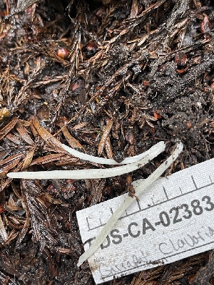  ( - FDS-CA-02383)  @11 [ ] by-nc (2024) Jaren Hockert Fungal Diversity Survey