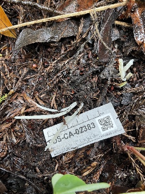  ( - FDS-CA-02383)  @11 [ ] by-nc (2024) Jaren Hockert Fungal Diversity Survey