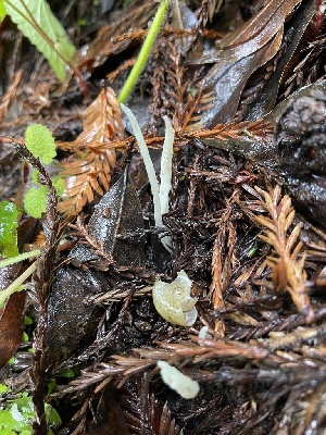  ( - FDS-CA-02383)  @11 [ ] by-nc (2024) Jaren Hockert Fungal Diversity Survey