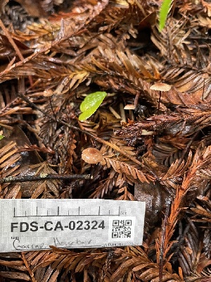  ( - FDS-CA-02324)  @11 [ ] by-nc (2024) Jaren Hockert Fungal Diversity Survey