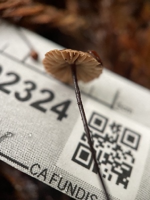  ( - FDS-CA-02324)  @11 [ ] by-nc (2024) Jaren Hockert Fungal Diversity Survey