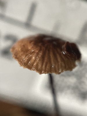  ( - FDS-CA-02324)  @11 [ ] by-nc (2024) Jaren Hockert Fungal Diversity Survey