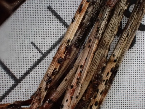  ( - FDS-CA-02387)  @11 [ ] by-nc (2024) Jaren Hockert Fungal Diversity Survey