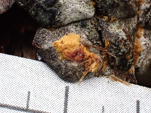  (Hymenochaete sp. CA04 - FDS-CA-02386)  @11 [ ] by-nc (2024) Jaren Hockert Fungal Diversity Survey