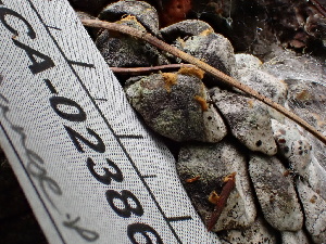  ( - FDS-CA-02386)  @11 [ ] by-nc (2024) Jaren Hockert Fungal Diversity Survey