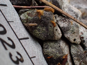  ( - FDS-CA-02386)  @11 [ ] by-nc (2024) Jaren Hockert Fungal Diversity Survey