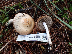  ( - FDS-CA-02385)  @11 [ ] by-nc (2024) Jaren Hockert Fungal Diversity Survey