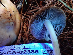  ( - FDS-CA-02385)  @11 [ ] by-nc (2024) Jaren Hockert Fungal Diversity Survey