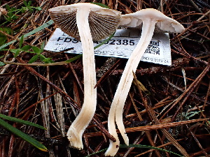  ( - FDS-CA-02385)  @11 [ ] by-nc (2024) Jaren Hockert Fungal Diversity Survey