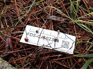  ( - FDS-CA-02384)  @11 [ ] by-nc (2024) Jaren Hockert Fungal Diversity Survey