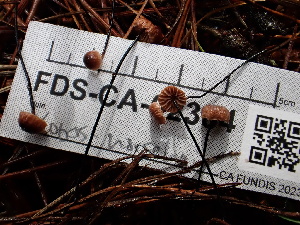 ( - FDS-CA-02384)  @11 [ ] by-nc (2024) Jaren Hockert Fungal Diversity Survey