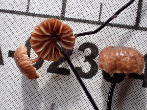  ( - FDS-CA-02384)  @11 [ ] by-nc (2024) Jaren Hockert Fungal Diversity Survey