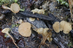  (Rustroemiaceae - FDS-CA-00939)  @11 [ ] by-nc (2024) Taye Bright Fungal Diversity Survey