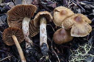  ( - FDS-CA-00997)  @11 [ ] by-nc (2024) Taye Bright Fungal Diversity Survey