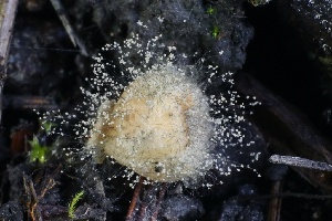  ( - FDS-CA-00953)  @11 [ ] by-nc (2024) Taye Bright Fungal Diversity Survey