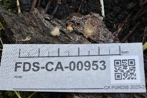  ( - FDS-CA-00953)  @11 [ ] by-nc (2024) Taye Bright Fungal Diversity Survey