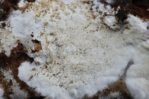  ( - FDS-CA-00954)  @11 [ ] by-nc (2024) Taye Bright Fungal Diversity Survey