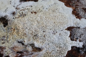  ( - FDS-CA-00954)  @11 [ ] by-nc (2024) Taye Bright Fungal Diversity Survey