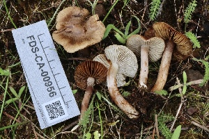  ( - FDS-CA-00956)  @11 [ ] by-nc (2024) Taye Bright Fungal Diversity Survey