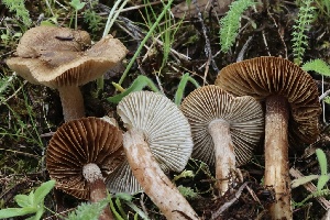  ( - FDS-CA-00956)  @11 [ ] by-nc (2024) Taye Bright Fungal Diversity Survey