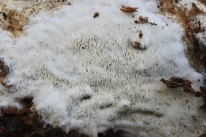  ( - FDS-CA-00954)  @11 [ ] by-nc (2024) Taye Bright Fungal Diversity Survey