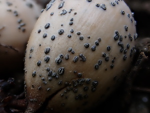  ( - FDS-CA-01609)  @11 [ ] c (2024) Rudy Diaz Fungal Diversity Survey