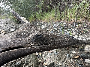  ( - FDS-CA-01611)  @11 [ ] c (2024) Rudy Diaz Fungal Diversity Survey