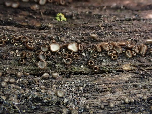  ( - FDS-CA-01611)  @11 [ ] c (2024) Rudy Diaz Fungal Diversity Survey