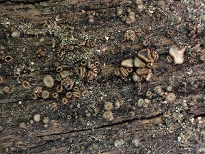  ( - FDS-CA-01611)  @11 [ ] c (2024) Rudy Diaz Fungal Diversity Survey