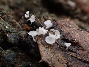  (Lachnum sp. CA12 - FDS-CA-01615)  @11 [ ] c (2024) Rudy Diaz Fungal Diversity Survey