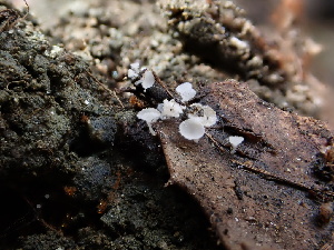  ( - FDS-CA-01615)  @11 [ ] c (2024) Rudy Diaz Fungal Diversity Survey