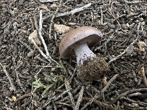  ( - FDS-CA-01618)  @11 [ ] c (2024) Rudy Diaz Fungal Diversity Survey