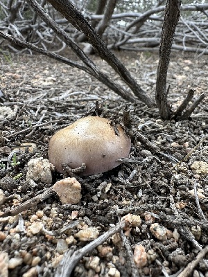  ( - FDS-CA-01618)  @11 [ ] c (2024) Rudy Diaz Fungal Diversity Survey