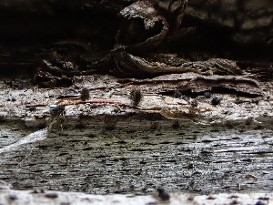  ( - FDS-CA-01623)  @11 [ ] c (2024) Rudy Diaz Fungal Diversity Survey